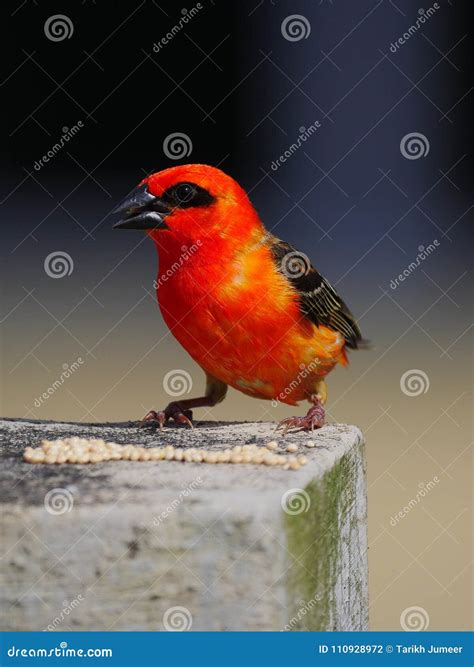 Red Fody bird stock photo. Image of mauritius, orange - 110928972