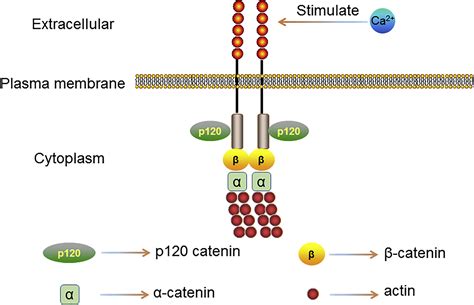 Restoring E Cadherin Expression By Natural Compounds For Anticancer