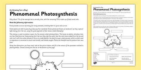 Introduction To Photosynthesis Worksheet