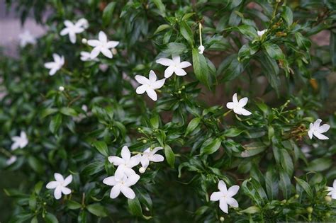 Growing a Gardenia Hedge in Australia | Ultimate Backyard