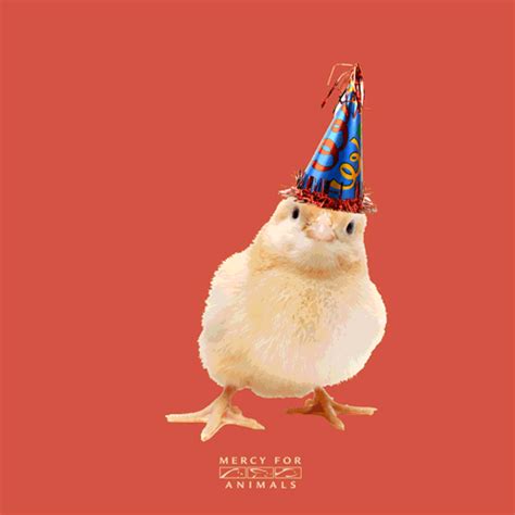 Happy Birthday Chicken S Find And Share On Giphy