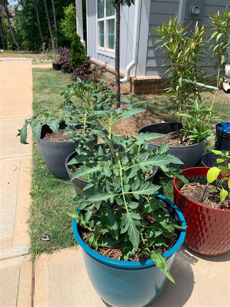 Kentucky Heirloom doing well in GA : r/tomatoes