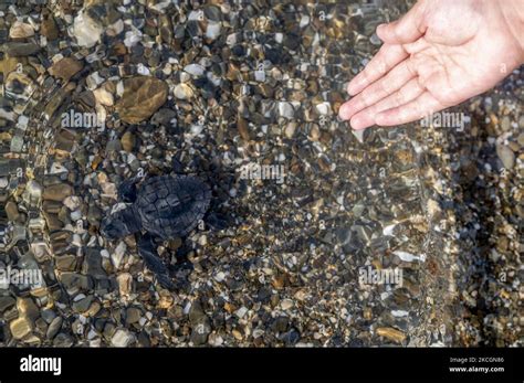 Un Residente Escolta A Un Becerro De Tortuga Verde Chelonia Mydas