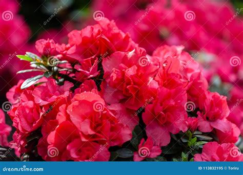 Flores Rojas Hermosas De La Azalea Imagen De Archivo Imagen De Rojo