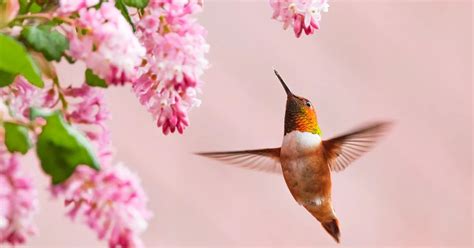 El Colibrí El Ave Más Pequeña Y Que Genera La Mayor Admiración Infobae