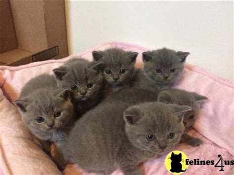 British Shorthair Kitten For Sale Ready British Short Haired Kittens 5