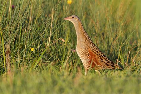 August Ebirder Of The Month Challenge Ebird