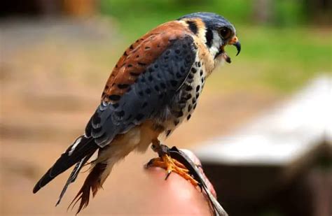 American Kestrel Falconry