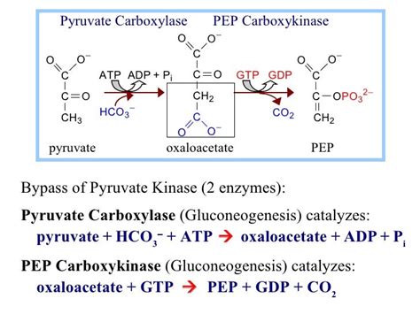 Gluconeogenesis