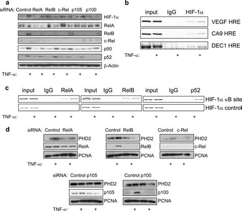 Tnf Induces Hif Activity In An Nf B Dependent Manner A Hek