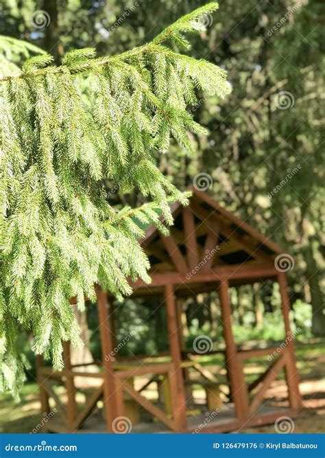 Green Barbed Natural Fresh Branch Of A Spruce Pine Tree In A Coniferous