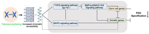 Schematic Diagram Illustrating [image] Eurekalert Science News Releases