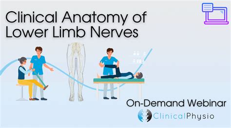 Clinical Anatomy Of Lower Limb Nerves Clinical Physio