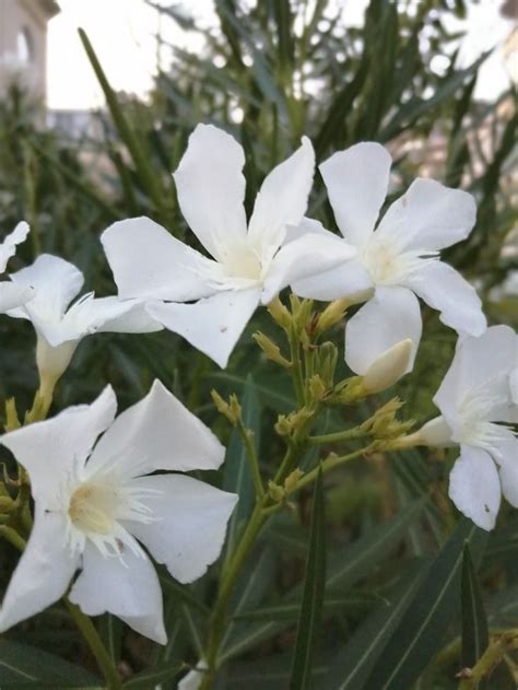 Белый олеандр | Flowers, Plants, Garden