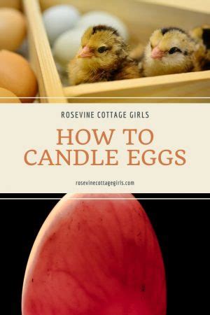 Candling Chicken Eggs The Easy Beginner S Guide