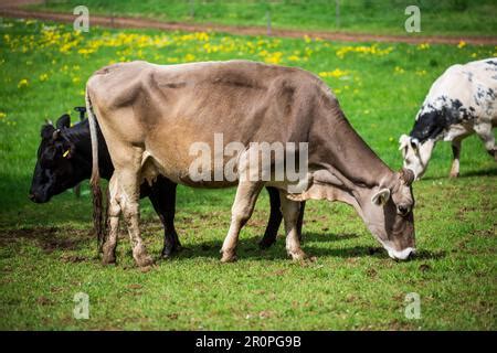 Cow of the cattle breed German Braunvieh (Deutsches Braunvieh Stock ...