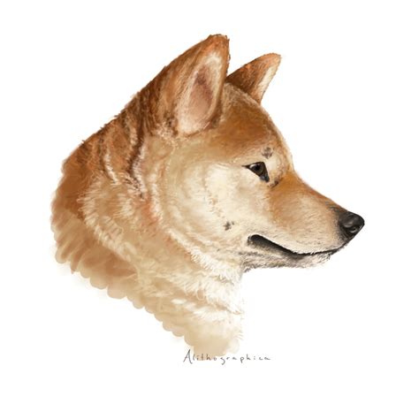 Shiba Inu By Alithographica On Deviantart