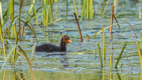 juv Blesshuhn Blässhuhn Fulica atra c Karl Heinz Hass