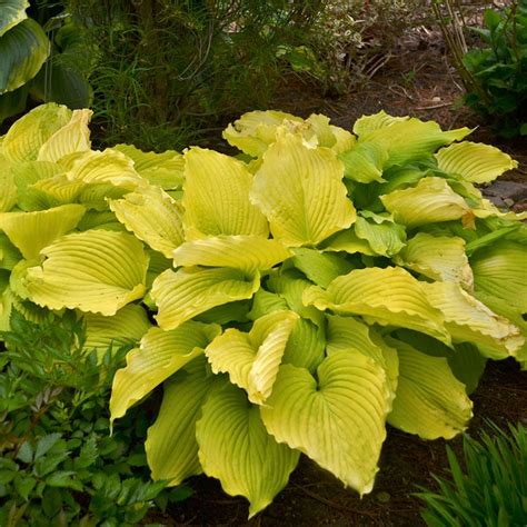 20 Best Hostas for Shade Garden Areas | Shade garden, Hostas for shade ...