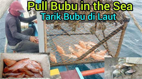 Drag Bubu In The Sea Get Red Snapper Tarik Bubu Di Laut Dapat Kakap