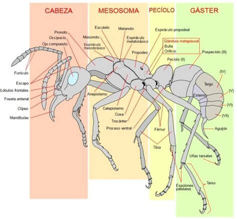 Las Hormigas Cómo Son Qué Comen Que Tipos Hay Y Dónde Viven Perfect Image Perfect Photo