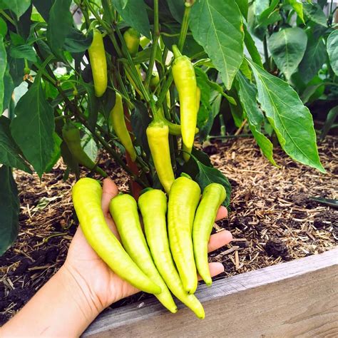 Growing Banana Peppers | The Home Garden