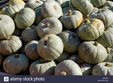 Crown Prince Pumpkin Stock Photos And Crown Prince Pumpkin Stock Images