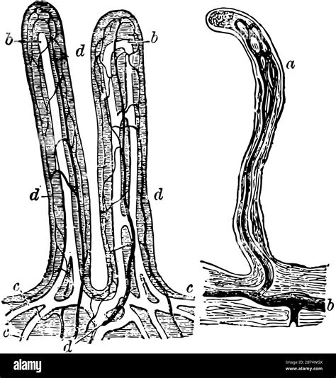 This Illustration Represents Small Intestine Villi Vintage Line