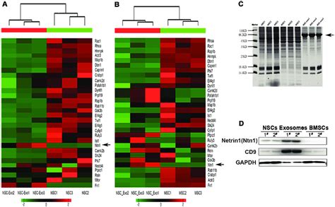 Exosomal Proteins Capable Of Promoting Neuronal Differentiation