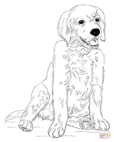 Coloriage Petit Golden Retriever Coloriages Imprimer Gratuits