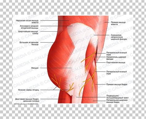 Muscles Of The Hip Muscular System Pelvis PNG, Clipart, Abdomen, Active ...