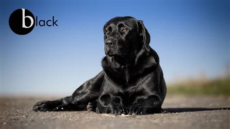 10 Most Common Black Dog Breeds