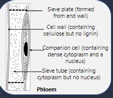 Draw a labelled diagram ofi a xylem vessel, and ii a sieve tube or phloem.