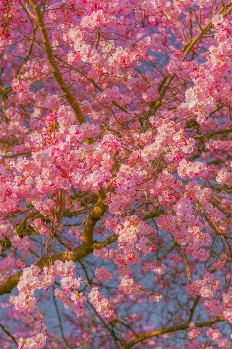 Japan Cherry Blossom Wallpaper Photos, Download The BEST Free Japan