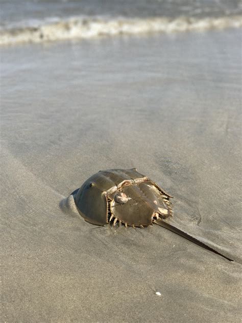 Horseshoe Crab On The Coast Of New Jersey Pics