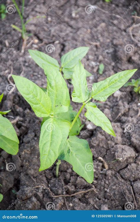 Fresh Yard Long Bean Plant in Nature Garden Stock Image - Image of soil, vigna: 125505981