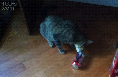 Scared Cat GIF - Find & Share on GIPHY