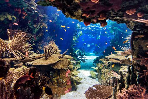 Playa Blanca Y Tour Acuario Tours Precios Y Horarios Denomades