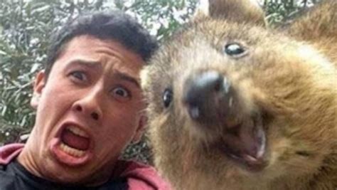 Quokka Selfies: What's the Deal With That Cute Australian Critter?