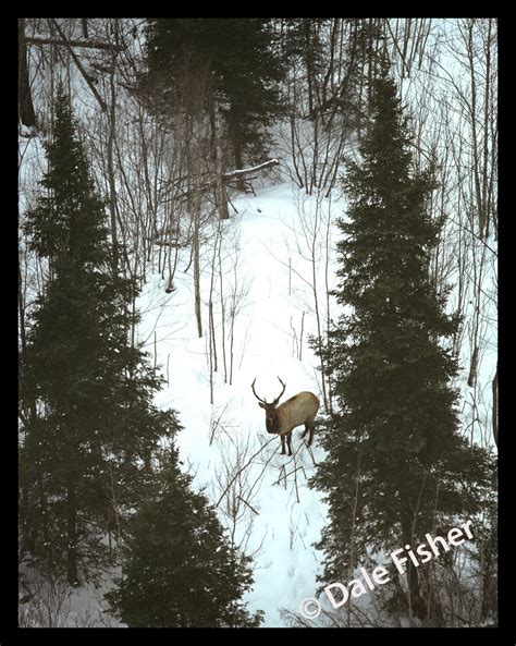 Winter Elk