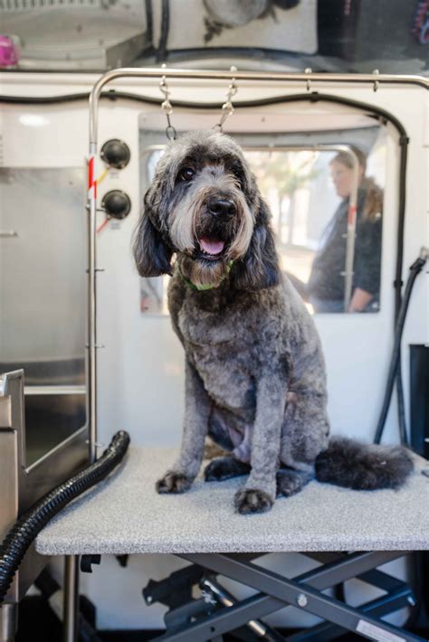 The Ultimate Dog Nail Trimming Guide - OC Pup Scouts