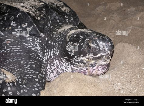 Leatherback Turtle Dermochelys Coriacea Adult Female Close Up Of Head