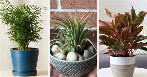 22 Low Maintenance Houseplants You Can Order Online