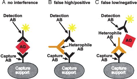 A Schematic Depiction Of How Immunometric Assays Are Designed To Work