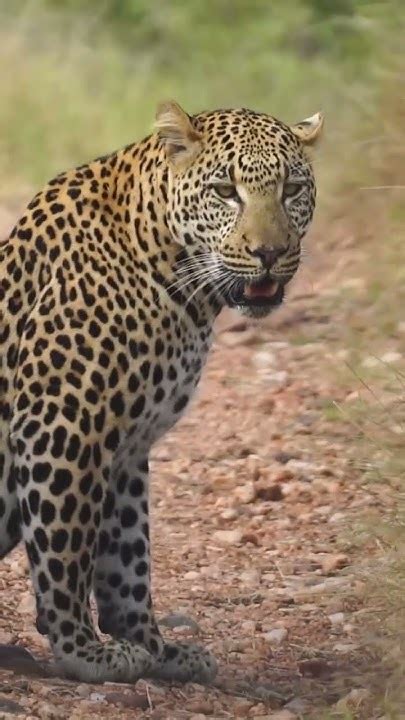 Leopards Are The Most Beautiful Animals In The World African Big Cats