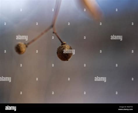 Linden tree seeds hi-res stock photography and images - Alamy