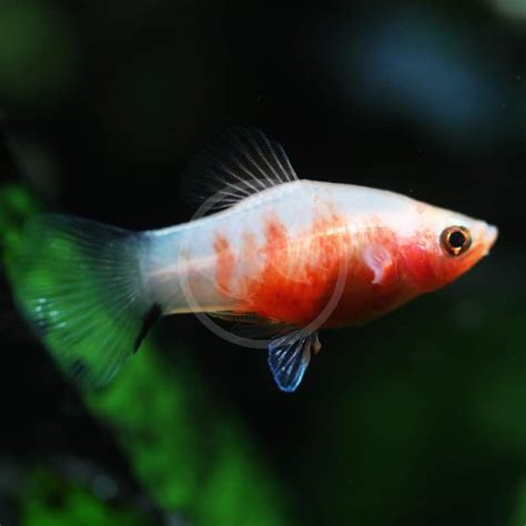 Platy Tiger Xiphophorus Maculatus Aquatics Unlimited