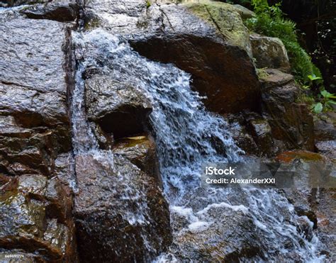 Tioman Island Jungle And Tropical Rainforest Near Waterfalls Flora And