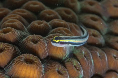 Cleaning Goby Photograph By Robert Wrenn Fine Art America