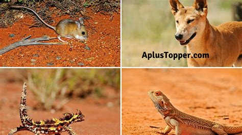 Desert Animals List Of 60 Animals That Live In Desert With Examples